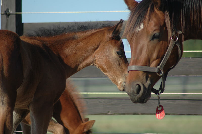 Equine Veterinarian in Hawkinsville, GA