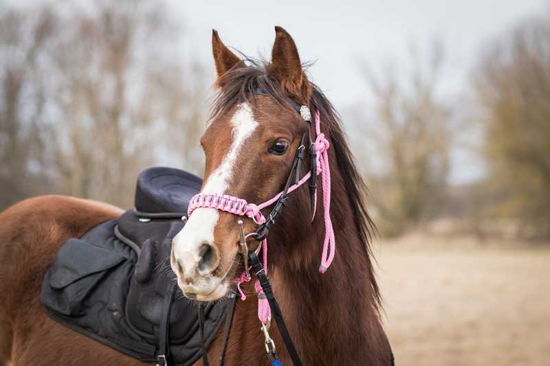 Equine Veterinarian in Hawkinsville, Georgia