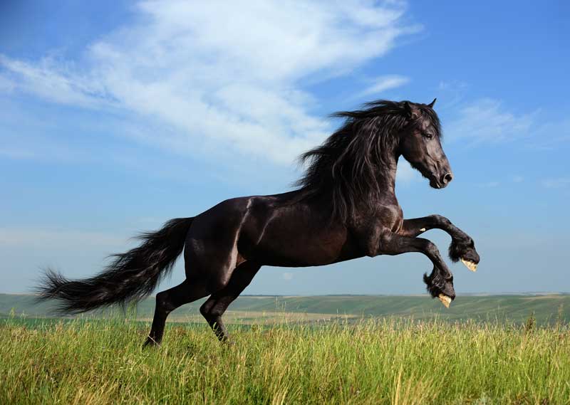 Equine Veterinarian in Hawkinsville, GA