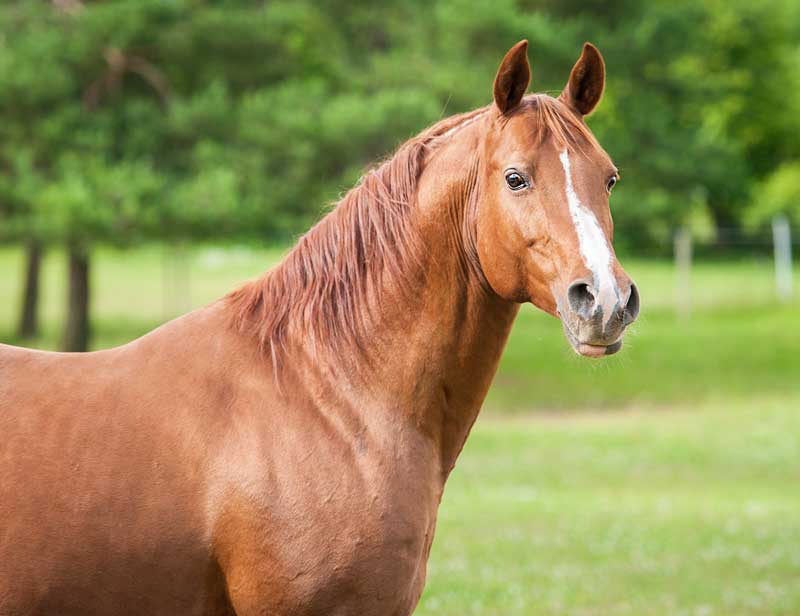 Equine Veterinarian in Hawkinsville, Georgia
